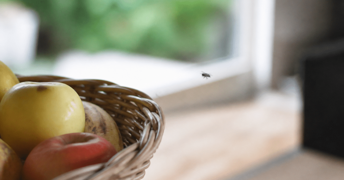 Petit insecte volant pres d'une corbeille fruits cuisine