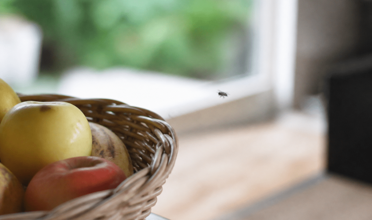 Petit insecte volant pres d'une corbeille fruits cuisine