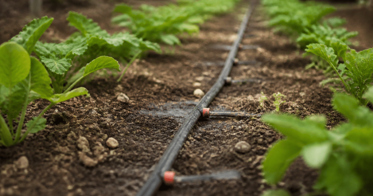 Tuyaux et goutteurs installes au sol dans un jardin potager