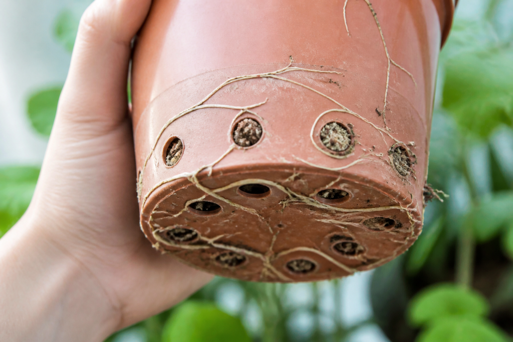 Racines visibles dans pot avec trous drainage