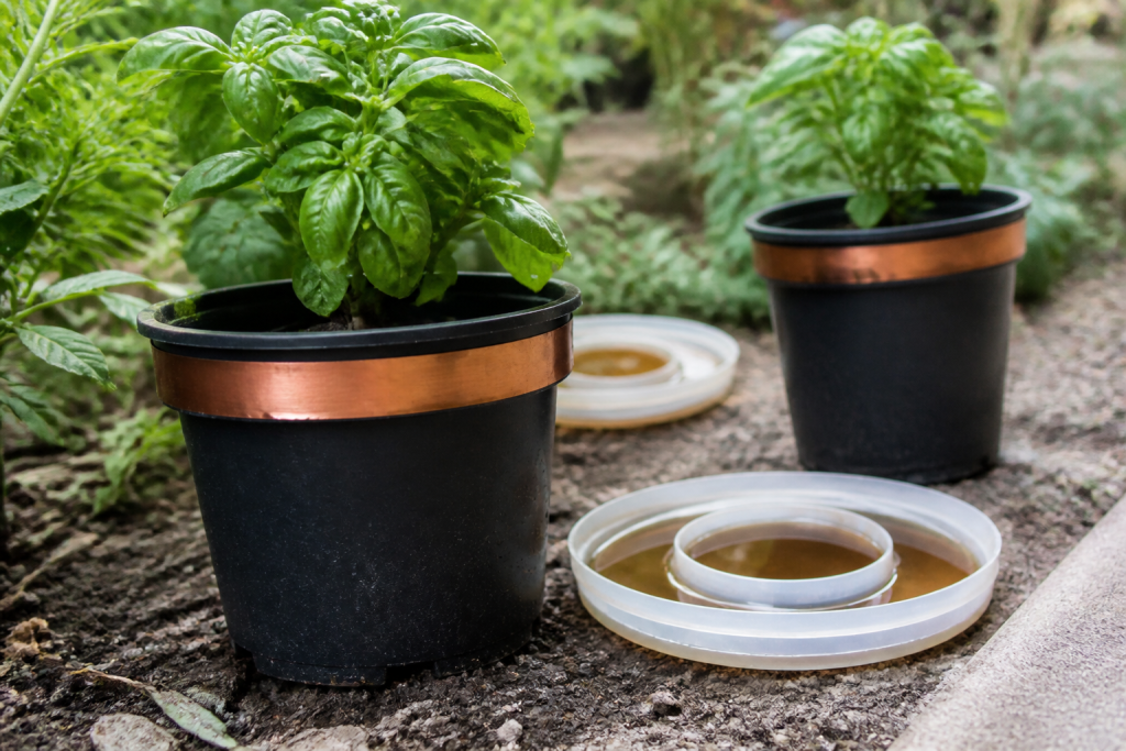 Pots avec rubans cuivre et pieges biere
